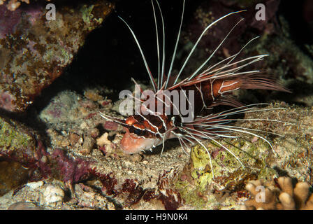 Radiata Lionfish, Pterois radiata, Scorpaenidae, Red Sea,  Sharm el-Sheikh, Egypt Stock Photo