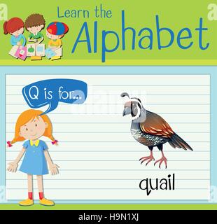 Flashcard letter Q is for quail illustration Stock Vector