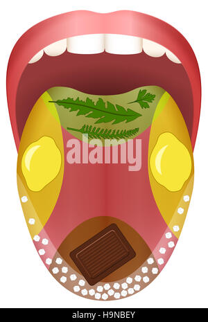 Taste Map Of The Tongue With Its Four Taste Areas - Bitter, Sour, Sweet ...