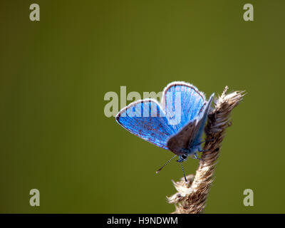 A close up of a beautiful green-underside blue butterfly on a green defocused background Stock Photo
