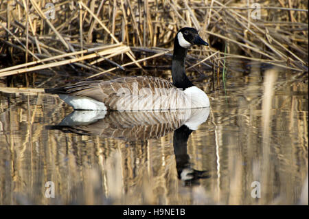 The Canada Goose (Branta canadensis) floating on a calm watersurface with old reed in background. Stock Photo