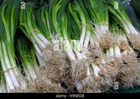 Bunches of fresh spring green scallion onions on retail farmers market display, close up, low angle view Stock Photo