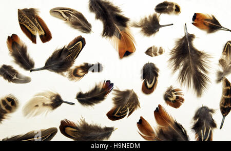 Composition made of feathers on white background Stock Photo