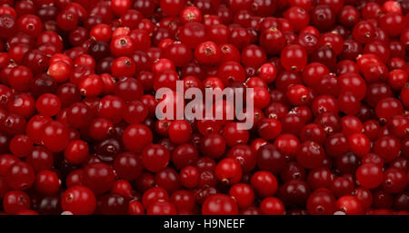 Fresh red ripe cranberries background close up, low angle view