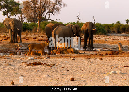 A pride of lions very close to a herd of elephants during a drought at Pump Pan Savuti Botswana Stock Photo