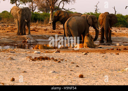 A pride of lions very close to a herd of elephants during a drought at Pump Pan Savuti Botswana Stock Photo