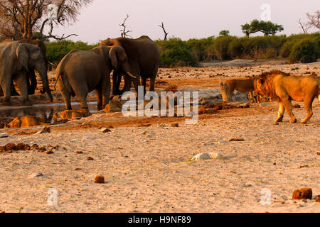 A pride of lions very close to a herd of elephants during a drought at Pump Pan Savuti Botswana Stock Photo