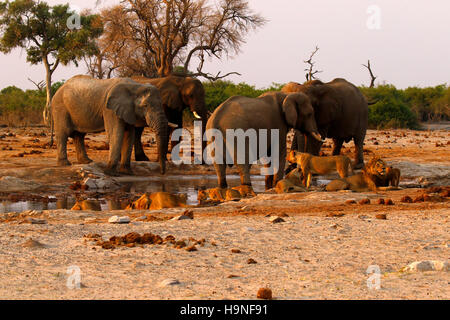 A pride of lions very close to a herd of elephants during a drought at Pump Pan Savuti Botswana Stock Photo