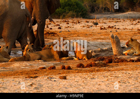 A pride of lions very close to a herd of elephants during a drought at Pump Pan Savuti Botswana Stock Photo