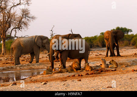 A pride of lions very close to a herd of elephants during a drought at Pump Pan Savuti Botswana Stock Photo