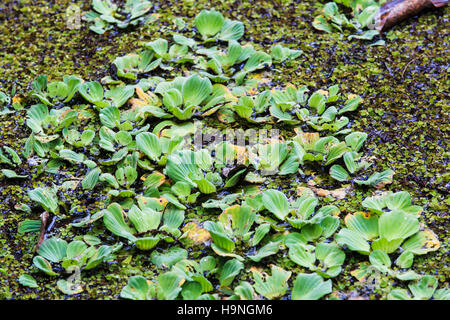 Lettuce of Audubon Corkscrew swamp Sanctuary Florida Stock Photo