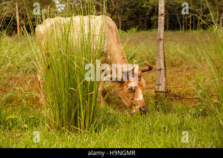 Cow feeding on a grass filed in Argentina Stock Photo