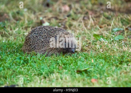 European Hedgehog in garden. Stock Photo