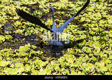 Little blue heron at the Audubon Corkscrew swamp Sanctuary Stock Photo