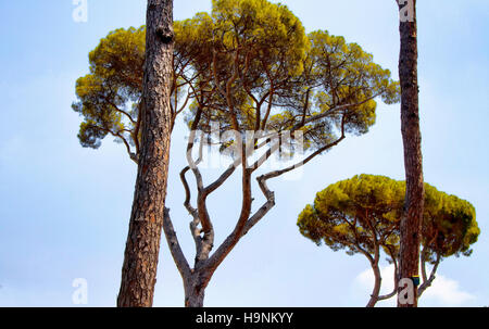 Mediterranean stone pine trees at Borghese Villa garden in Rome. Botanical name Pinus pinea, is also called the Italian, umbrella or parasol. Stock Photo