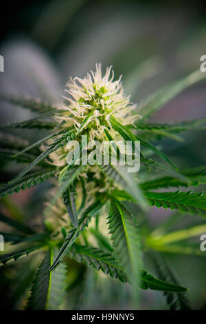 Cannabis flower - Blooming Marijuana plant with early white flowers growing indoors Stock Photo