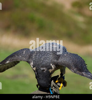 Front view of a falcon eating with wings open. Shot at the Grouse Mountain in Vancouver, Canada Stock Photo