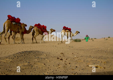 A young shepherd walks with his group of camels in Dubai, UAE Stock Photo