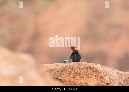A male Agama lizard basking on a rock Stock Photo