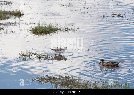A foraging Marsh Sandpiper with reflection Stock Photo