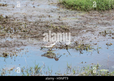 A foraging Marsh Sandpiper with reflection Stock Photo