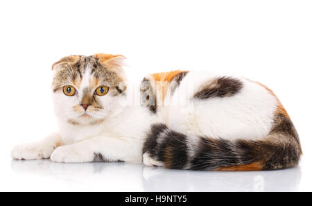 cat lying sideways on a white background Stock Photo