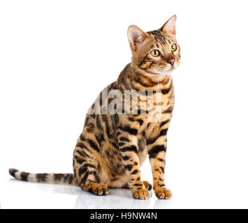 portrait of a purebred bengal cat on Stock Photo