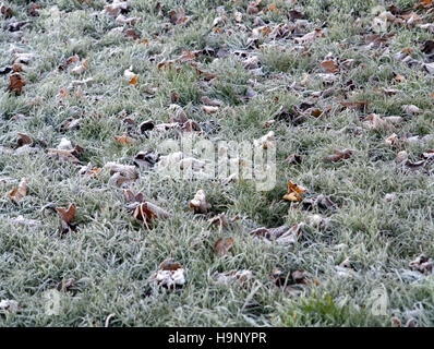 Scottish wild meadow flower background grasses and weeds ice snow White Christmas Stock Photo