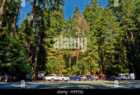 huge Douglas-fir trees in Cathedral Grove, MacMillan Provincial Park, Nanaimo, Vancouver Island, British Columbia, Canada Stock Photo