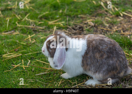 Floppy Eared Rabbit Stock Photo