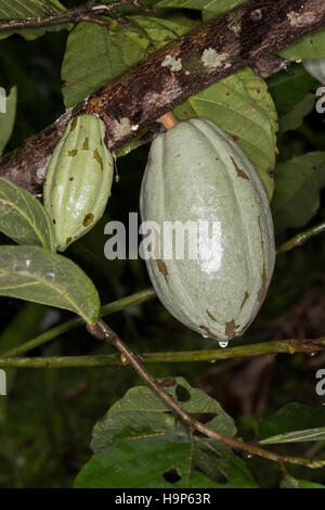 Cocoa fruit on tree Stock Photo