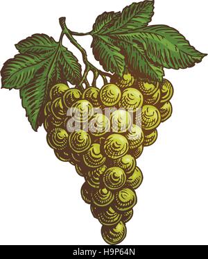 Green bunch of grapes. Green grapes cluster illustration Stock Vector ...