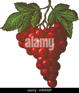 Bunch of grapes. Vector illustration Stock Vector