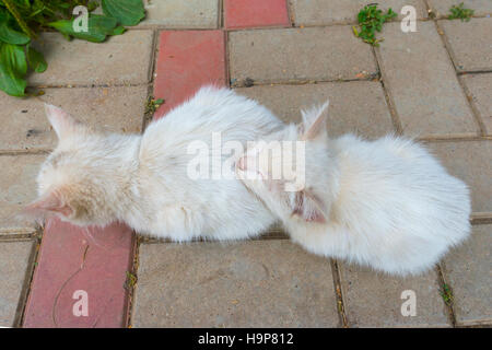 Sleeping kittens on the ground, Kazakhstan Stock Photo