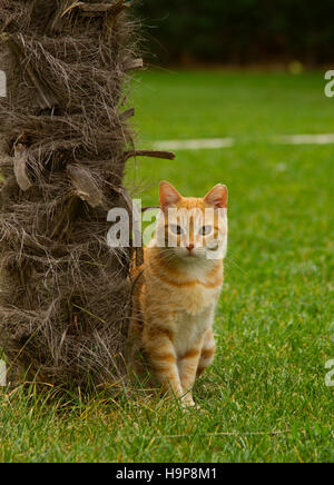 Orange cat is seating near palm on the green grass Stock Photo