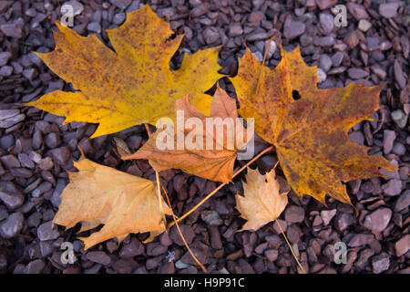 UK, England, Derbyshire, Derby, autumnal maple leaves on gravel Stock Photo