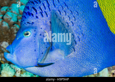 Side on portrait of yellowbar angelfish (Pomacanthus maculosus) swimming over coral reef in the Red Sea, Egypt. November Stock Photo