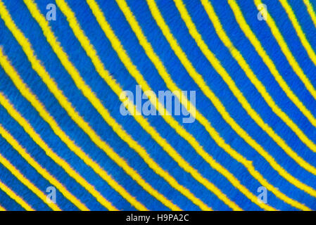 Close up abstract pattern of the blue and yellow stripes on the side of an Emperor angelfish (Pomacanthus imperator) in the Red Sea, Egypt, November Stock Photo