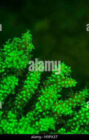 Close-up macro under fluorescent light of coral polyps glowing green. Red Sea, Egypt. November Stock Photo