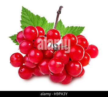 bunches of red viburnum on a white background Stock Photo