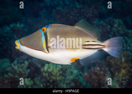 Picasso triggerfish (Rhinecanthus assasi) in profile view, swimming over a coral reef in the Red Sea, Egypt. November Stock Photo
