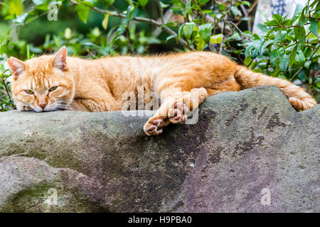 Japan, Akashi. Ginger cat resting by laying on top of large rock, stone. Side view, head facing. Stock Photo