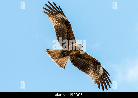 Japan, Akashi. Bird of prey. Black Kite, black-eared kite (Milvus migrans lineatus), in flight over head. Common sight in Japan. Stock Photo