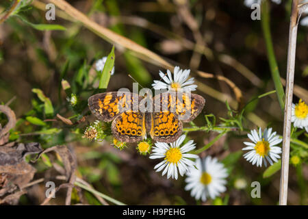 A Pearl Crescent butterfly (Phyciodes tharos) nectaring on white heath aster (Symphyotrichum ericoides), Indiana, United States Stock Photo