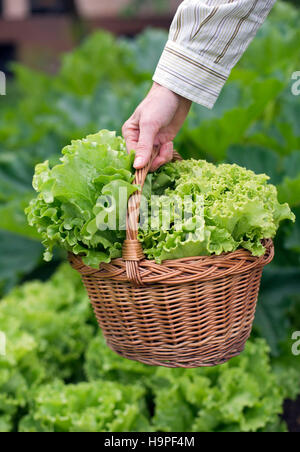 Close up woman holding basket of fresh harvested vegetables in garden ...