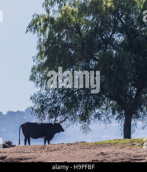 african cattle under tree at san diego safari park Stock Photo