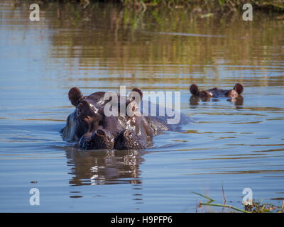 Two hippos almost completely submerged in water with only the heads sticking out, safari, in Moremi NP, Botswana Stock Photo