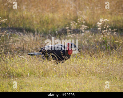 Single lone male African southern ground hornbill feeding in high grass, safari in Moremi NP, Botswana Stock Photo