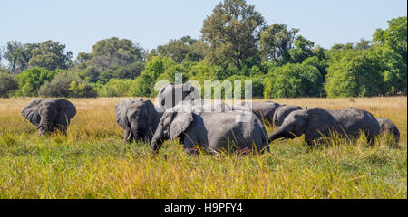 Large herd of African elephants grazing in tall river grass with green trees in background, safari in Moremi NP Stock Photo