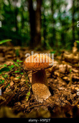 Wild mushroom Stock Photo